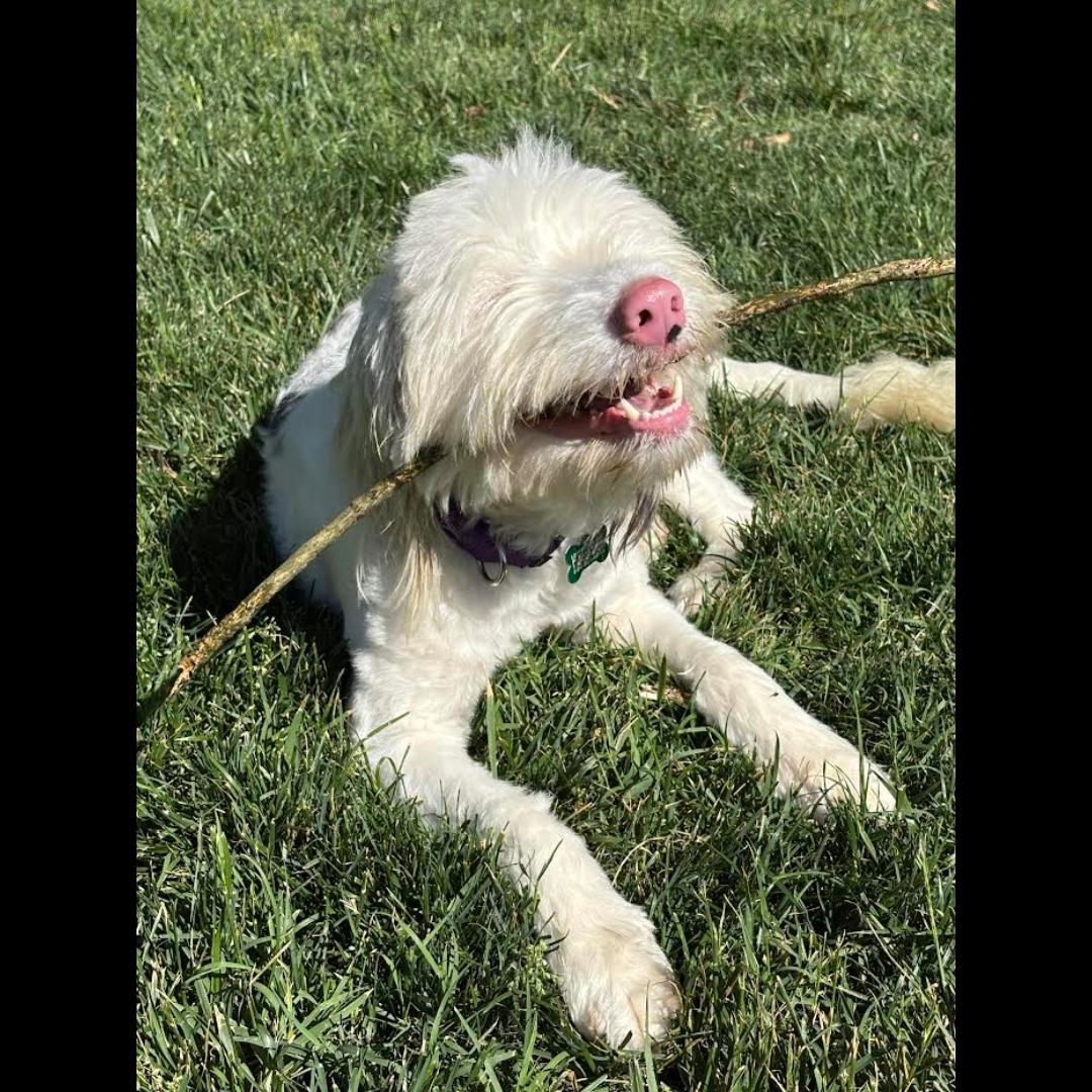 Tripoli, an adoptable Sheepadoodle in Midlothian, VA, 23112 | Photo Image 2