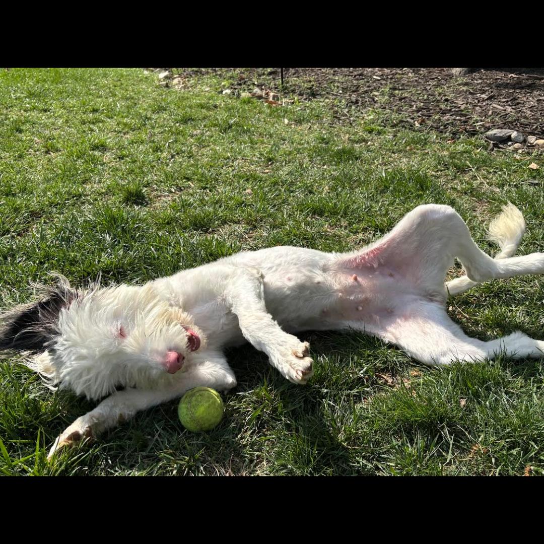 Tripoli, an adoptable Sheepadoodle in Midlothian, VA, 23112 | Photo Image 6