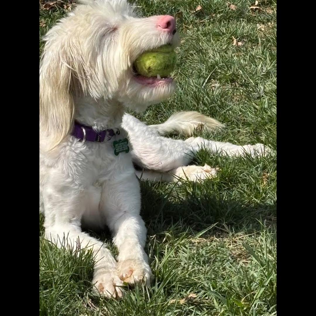 Tripoli, an adoptable Sheepadoodle in Midlothian, VA, 23112 | Photo Image 4