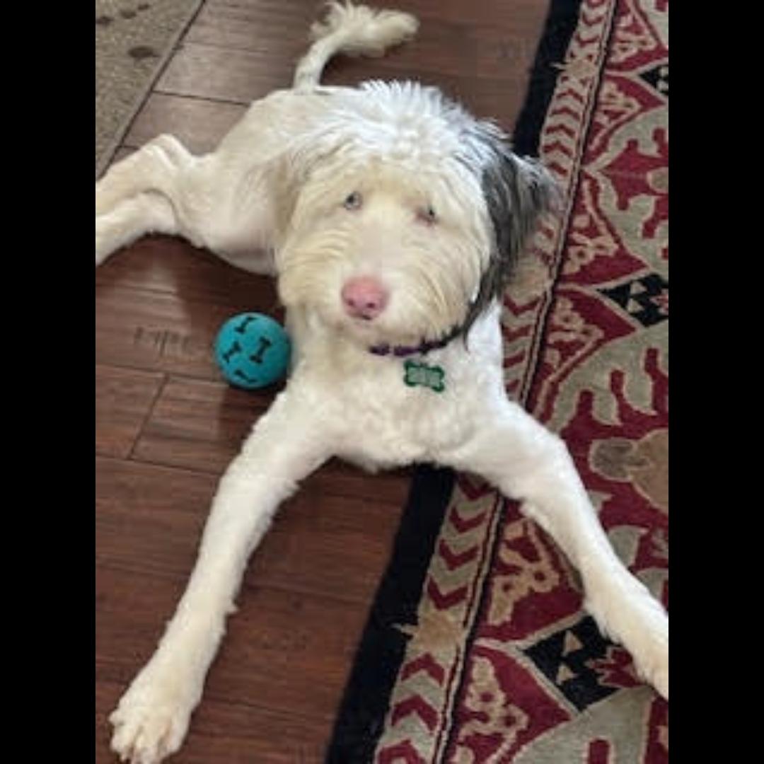 Tripoli, an adoptable Sheepadoodle in Midlothian, VA, 23112 | Photo Image 3