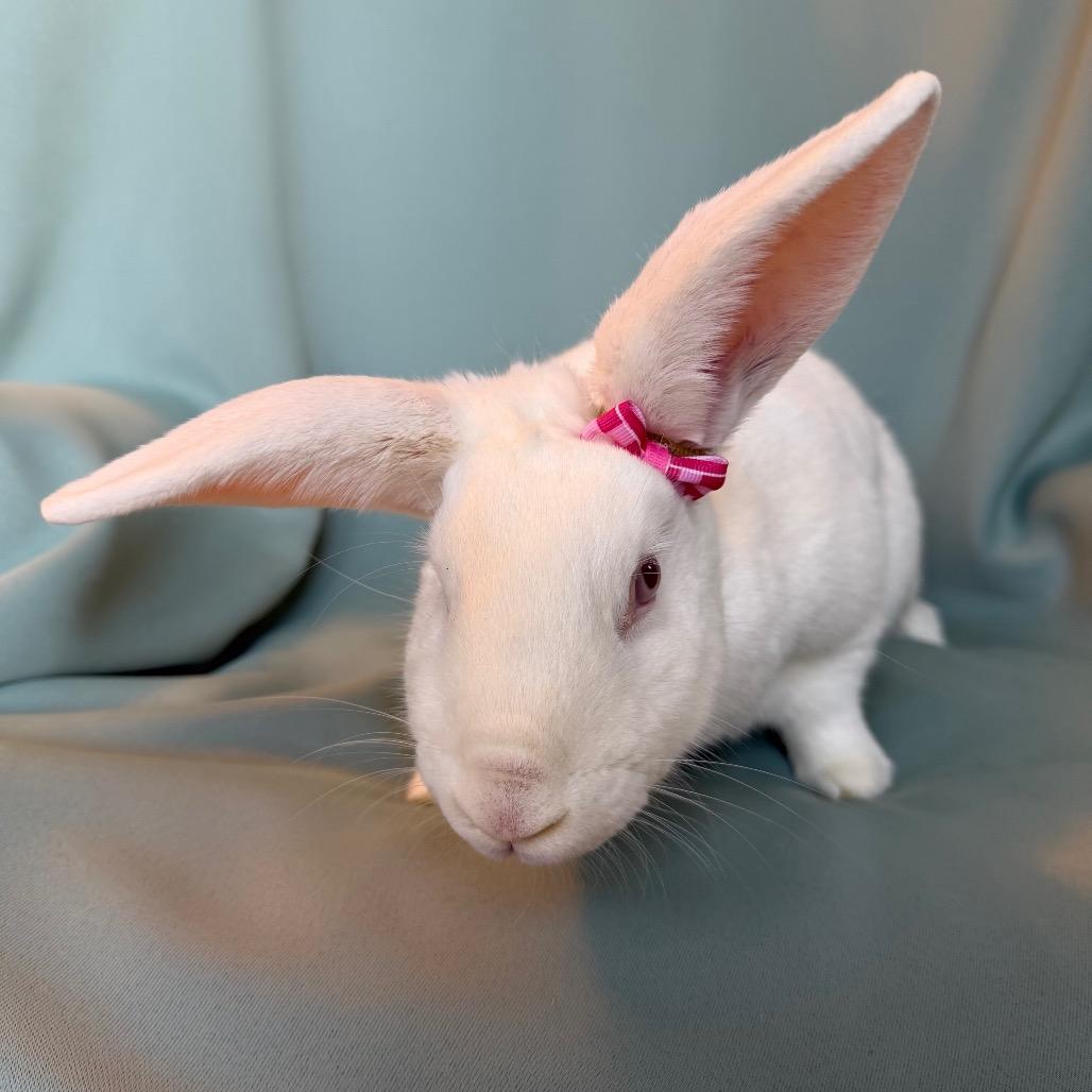 Enlarge Miku (bonded to Mushu), a Adoptable New Zealand in Columbia, MD image 2/4