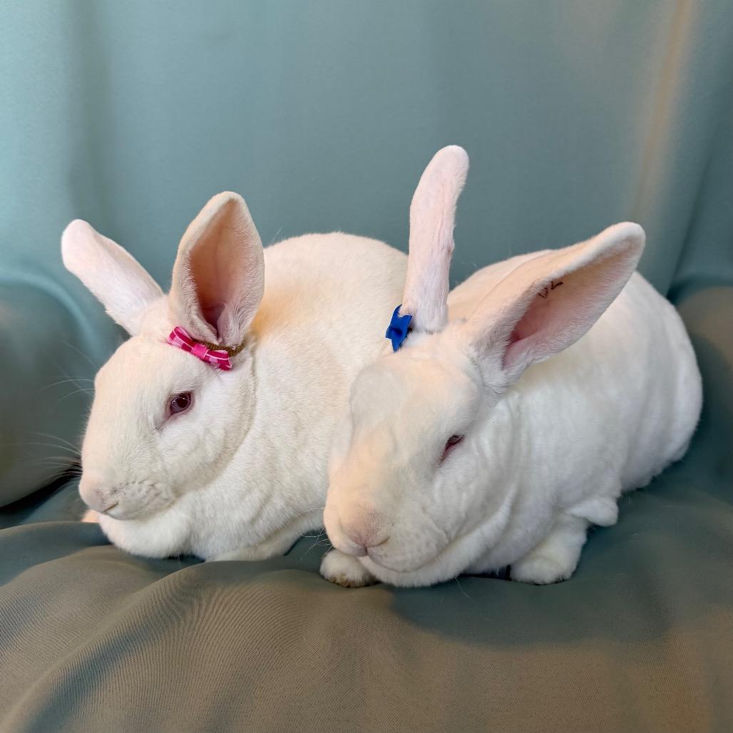 Enlarge Miku (bonded to Mushu), a Adoptable New Zealand in Columbia, MD image 3/4
