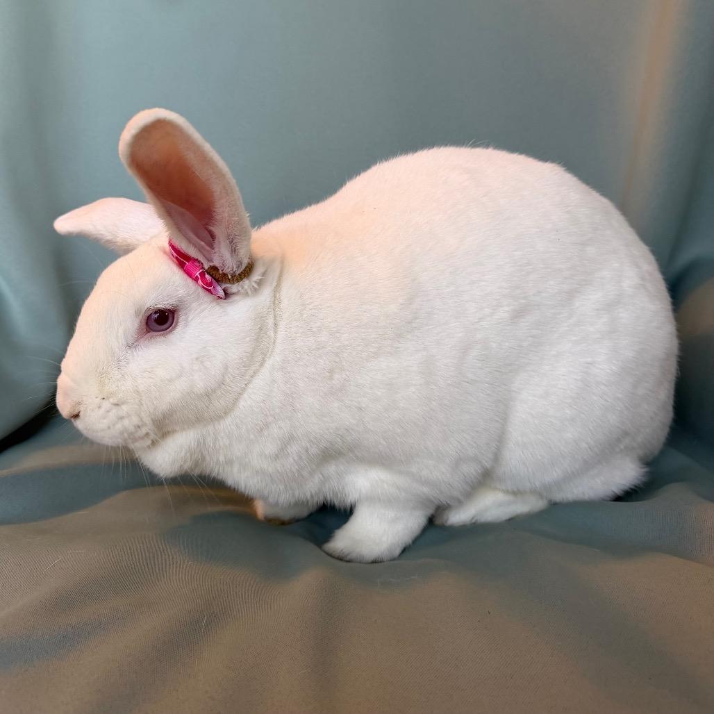 Enlarge Miku (bonded to Mushu), a Adoptable New Zealand in Columbia, MD image 4/4