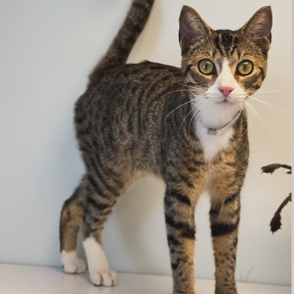 Enlarge Woodstock , a ADOPTABLE Domestic Short Hair in Syosset, NY image 1/1