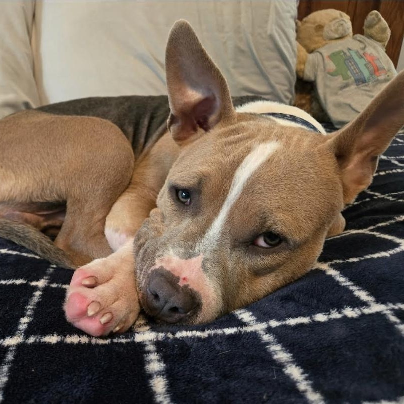 FInn, a ADOPTABLE mixed breed in Myrtle Beach, SC image 2/2