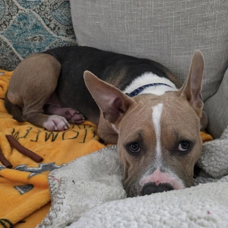 FInn, ADOPTABLE, Young Male Bulldog.