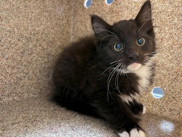Enlarge PENGUIN, a Adoptable Domestic Short Hair in Antioch, CA image 1/1
