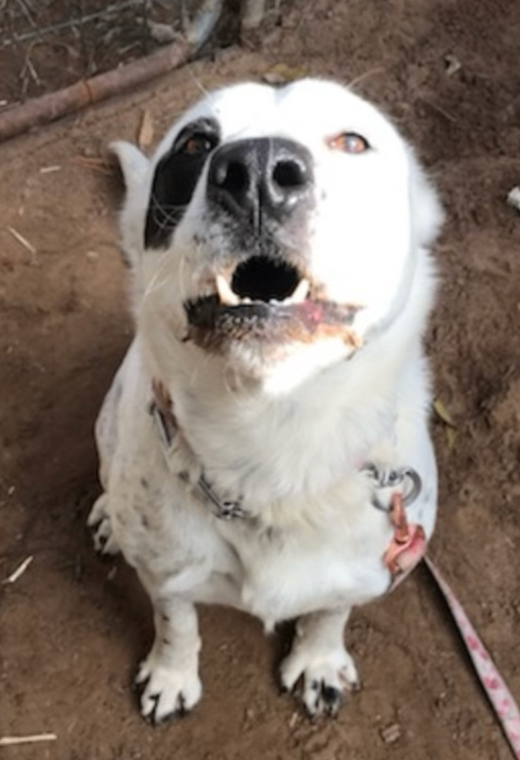 Dora, a Adoptable mixed breed in Austin, TX image 1/6