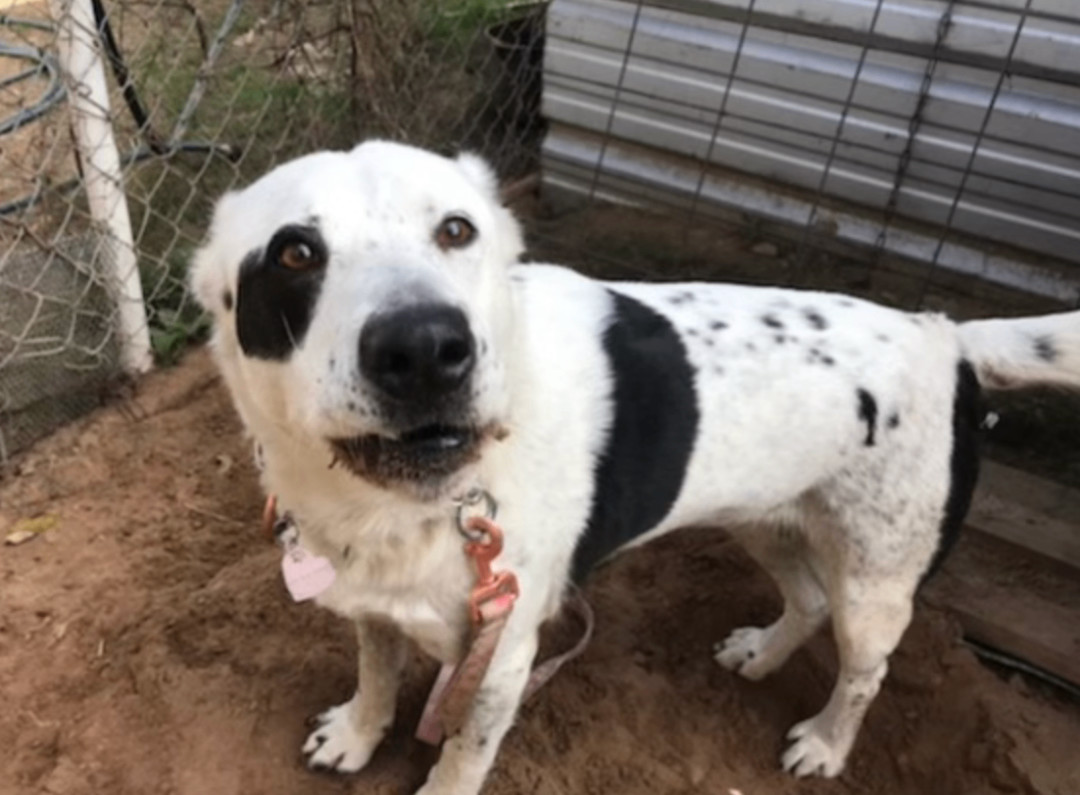 Dora, a Adoptable mixed breed in Austin, TX image 2/6