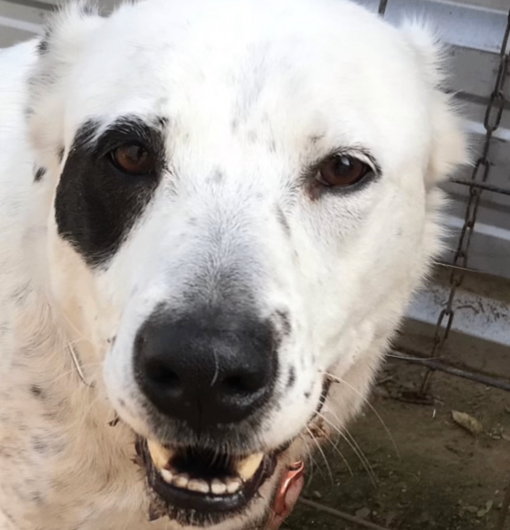 Dora, a Adoptable mixed breed in Austin, TX image 3/6