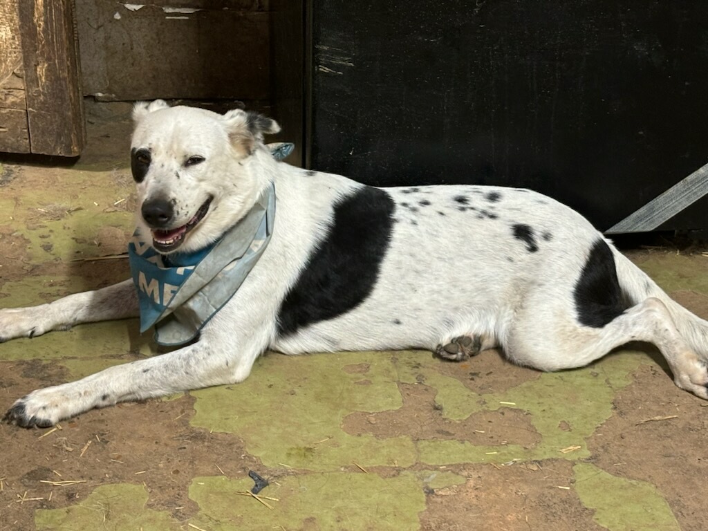 Dora, a Adoptable mixed breed in Austin, TX image 4/6