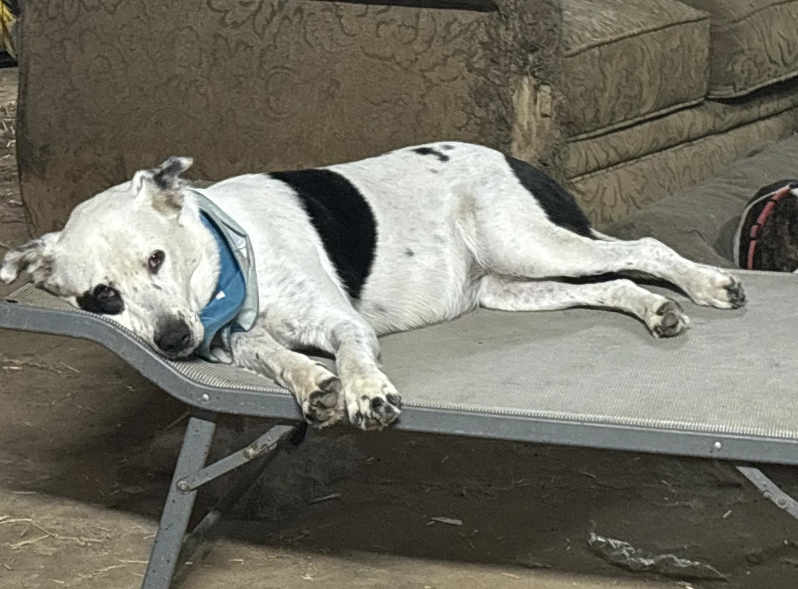 Dora, a Adoptable mixed breed in Austin, TX image 5/6