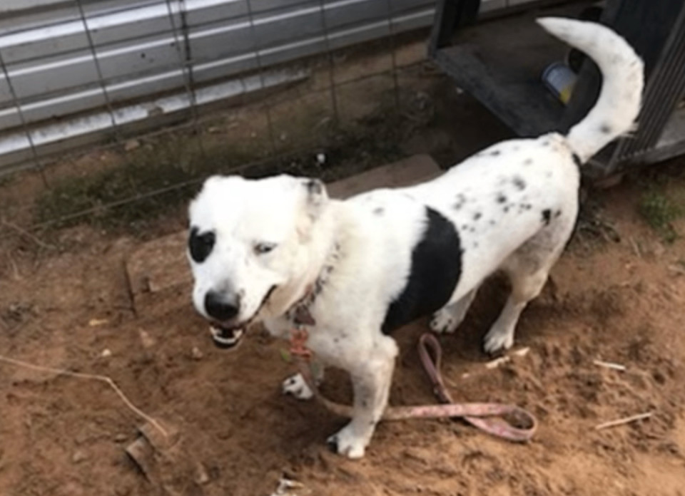 Dora, a Adoptable mixed breed in Austin, TX image 6/6