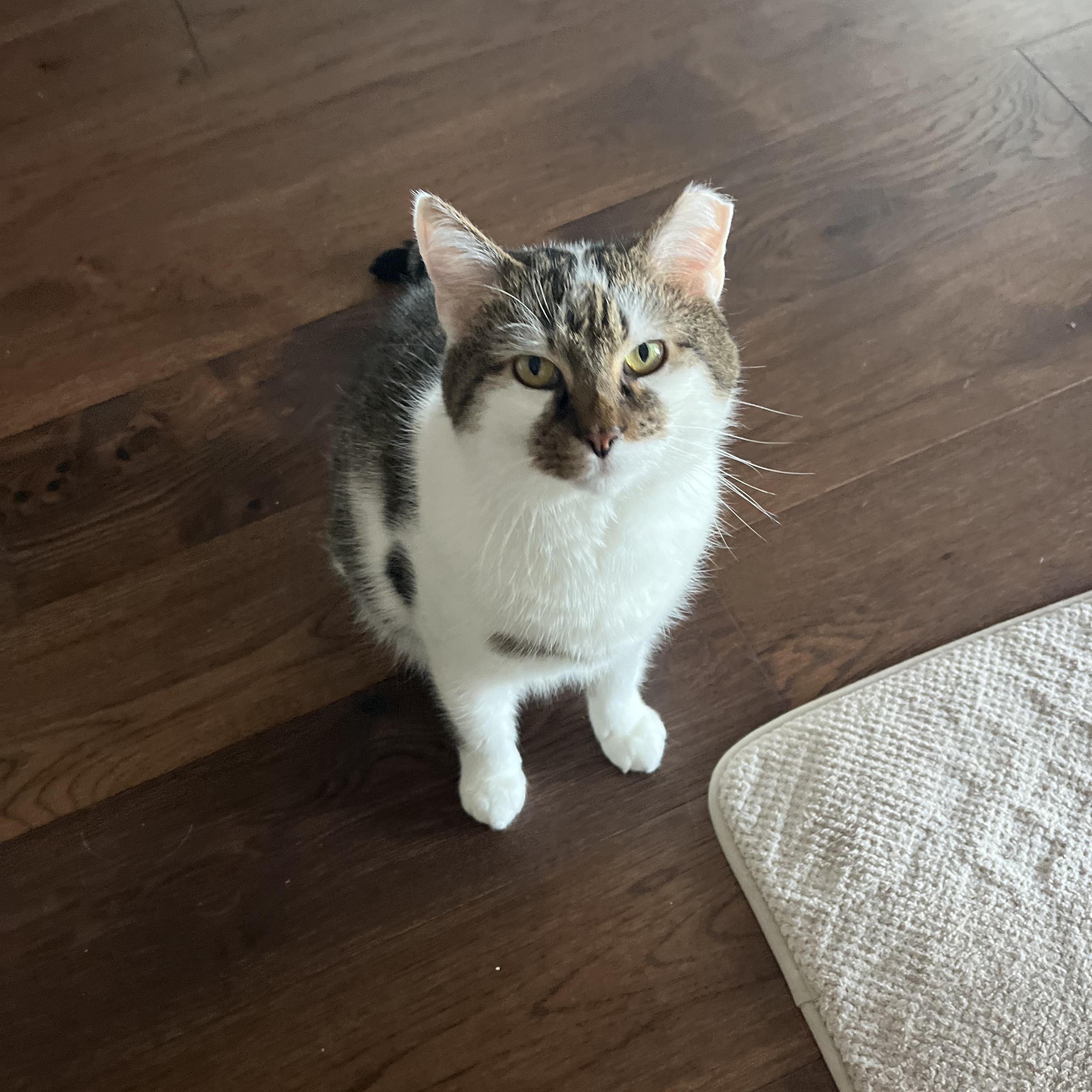 Poff, Adoptable, Adult Male Domestic Short Hair.