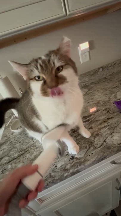 Enlarge Poff, a Adoptable Domestic Short Hair in Bristol, TN video 2/2