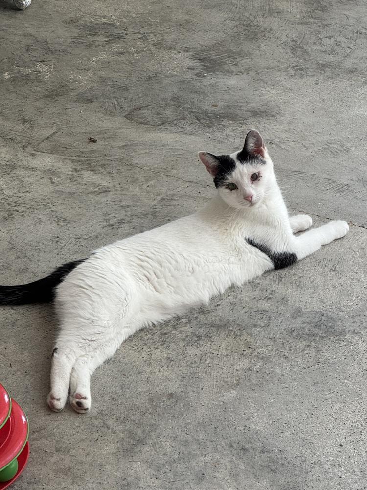 Kazoo (Buttons), Adoptable, Adult Female Domestic Short Hair.