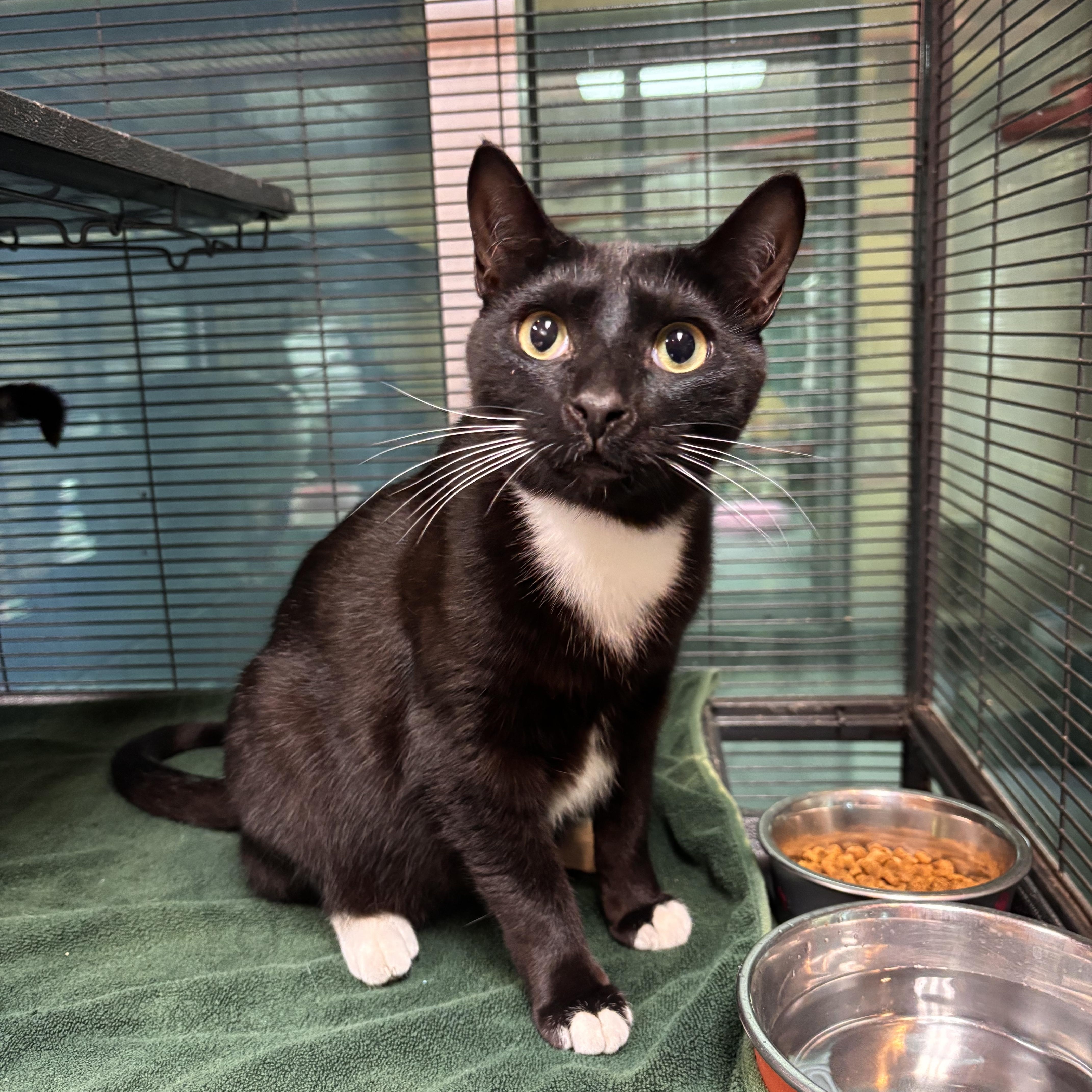 David, adoptable, Young Male Domestic Short Hair.
