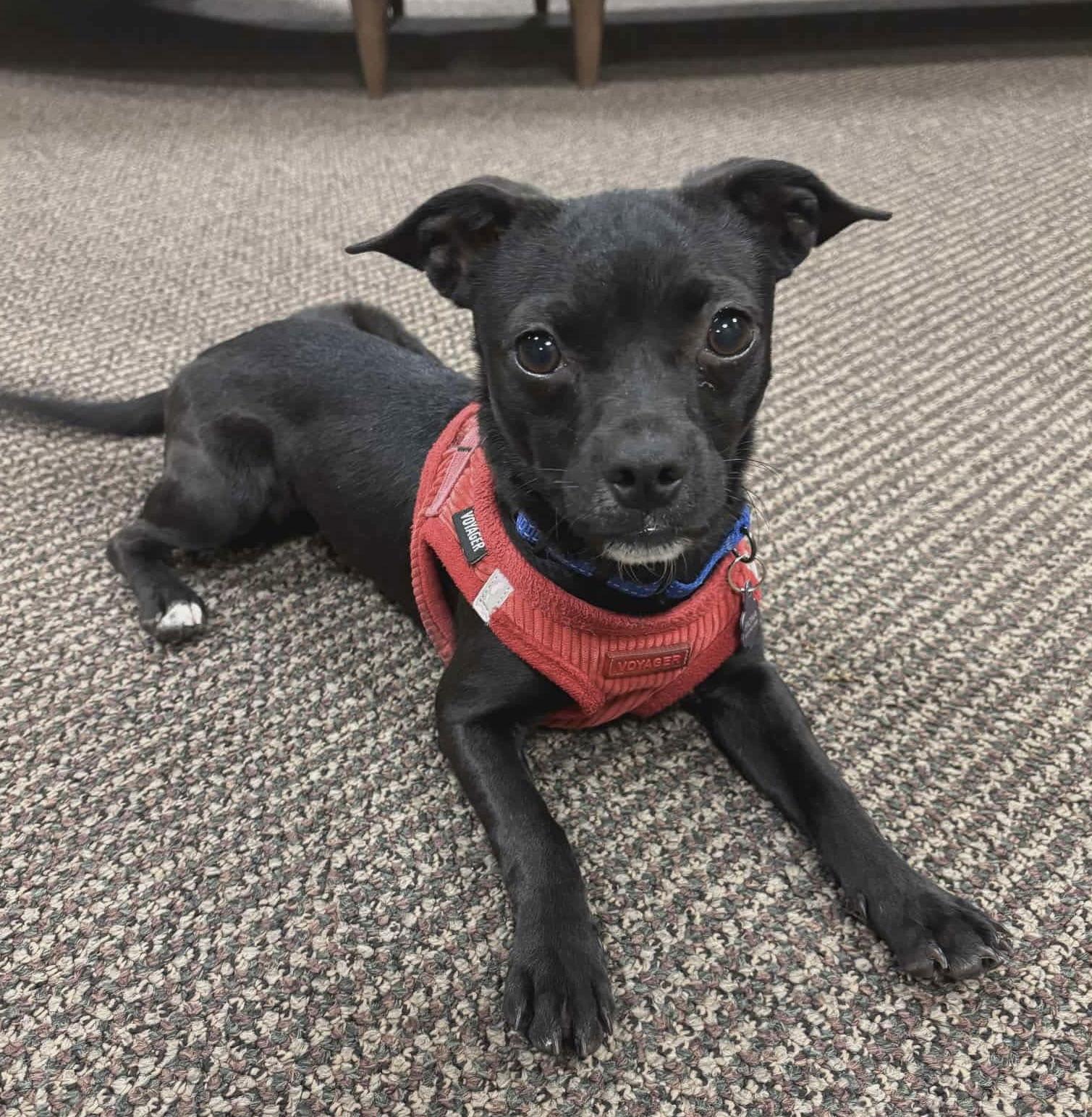 Colt (Bonded Pair with Pickles), a Adopted Chihuahua in Westwood, NJ image 2/3
