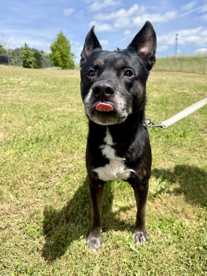 Enlarge Wayne, an adopted mixed breed in Roseburg, OR image 1/1