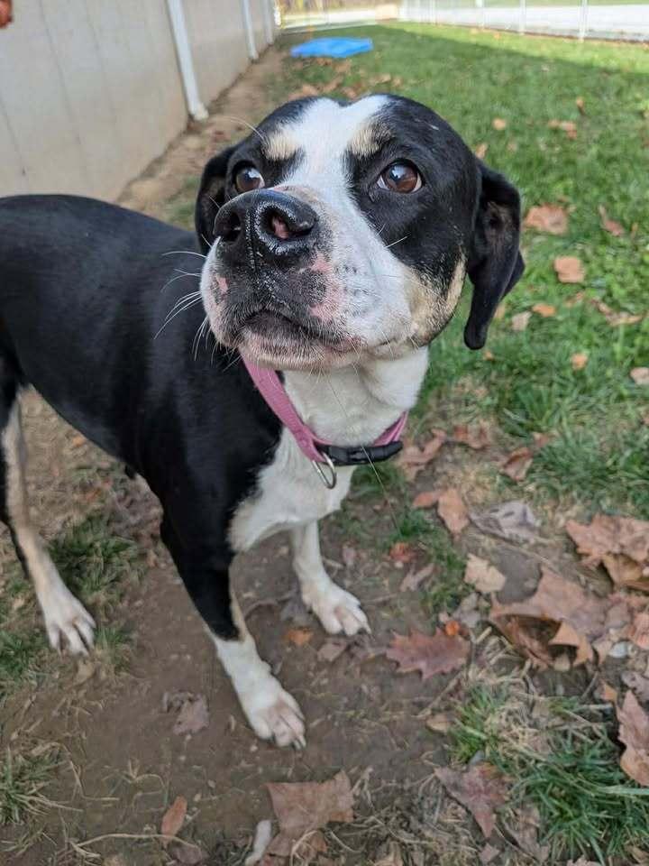 Eve, Adoptable, Adult Female Boxer.