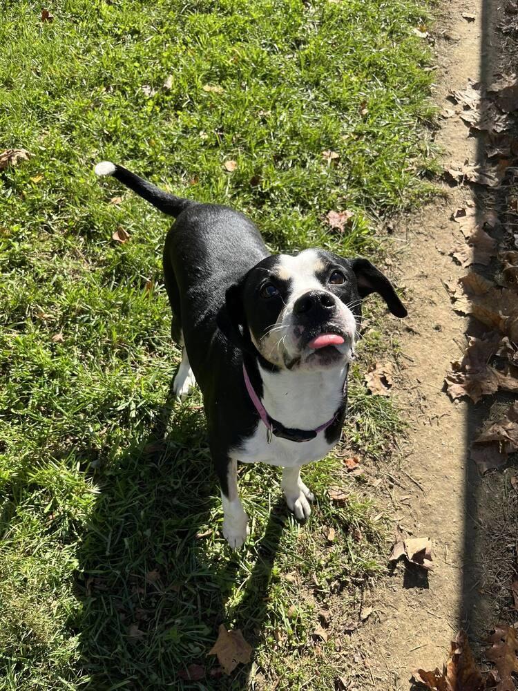 Eve, Adoptable, Adult Female Boxer.