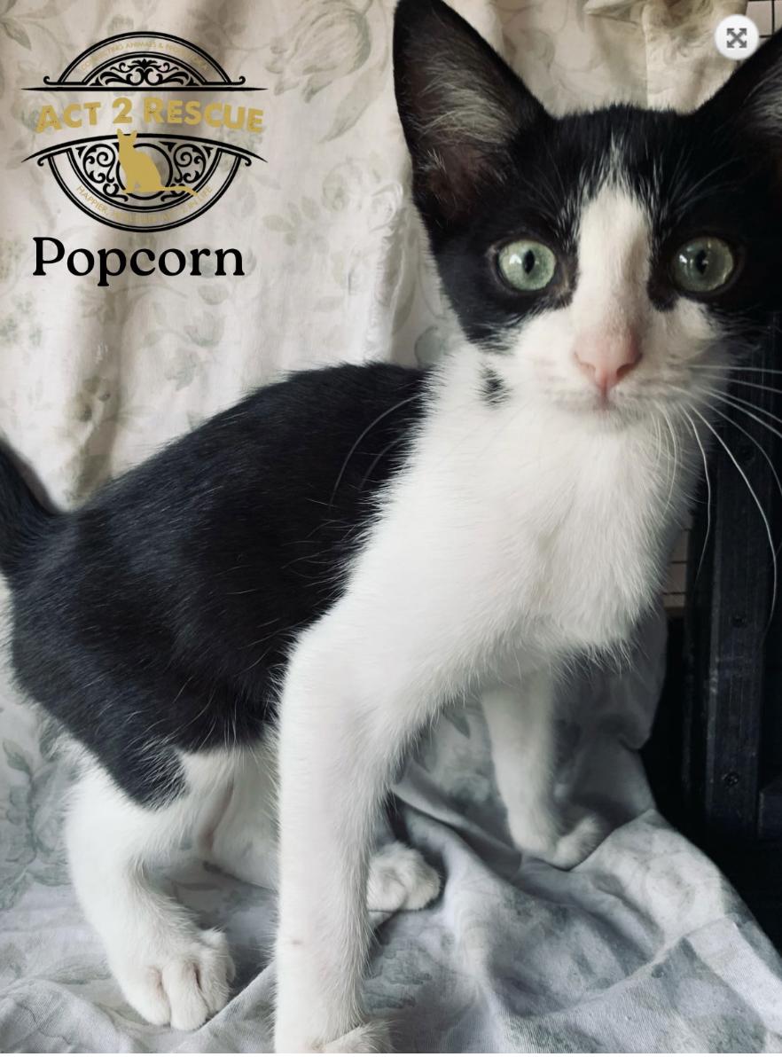 Popcorn, Adoptable, Young Male Domestic Short Hair.