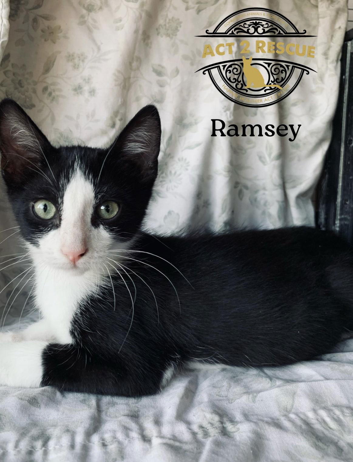 Ramsey, Adoptable, Young Male Domestic Short Hair.
