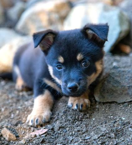 Enlarge Charlie Bear, a Adopted mixed breed in Santa Rosa, CA image 2/6
