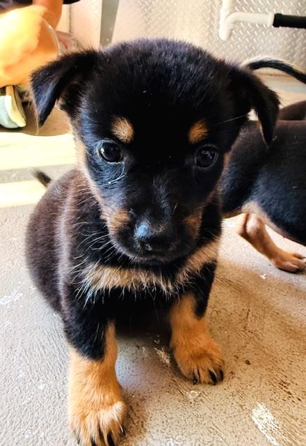 Enlarge Charlie Bear, a Adopted mixed breed in Santa Rosa, CA image 3/6