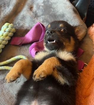 Enlarge Charlie Bear, a Adopted mixed breed in Santa Rosa, CA image 6/6