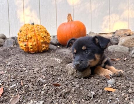 Enlarge Charlie Bear, a Adopted mixed breed in Santa Rosa, CA image 5/6