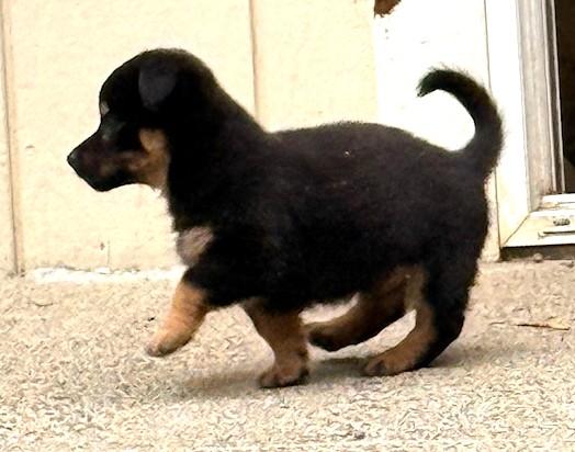 Enlarge Charlie Bear, a Adopted mixed breed in Santa Rosa, CA image 4/6