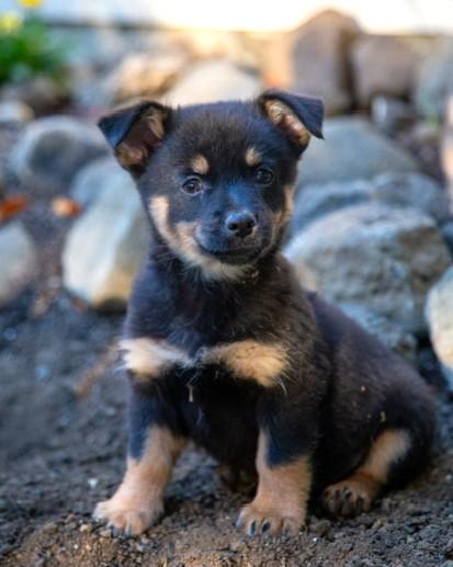 Enlarge Charlie Bear, a Adopted mixed breed in Santa Rosa, CA image 1/6