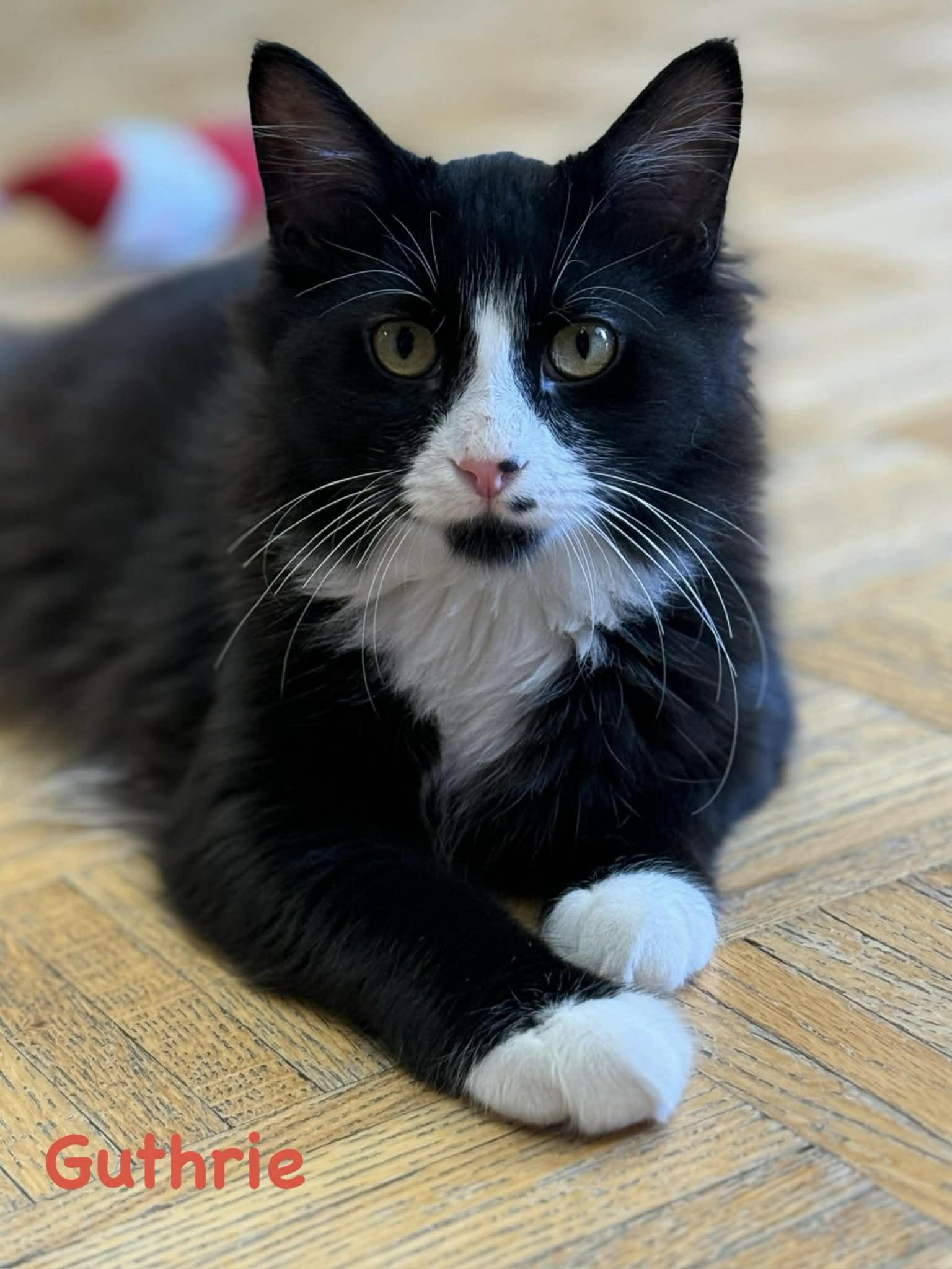 Guthrie , Adoptable, Young Male Domestic Long Hair.