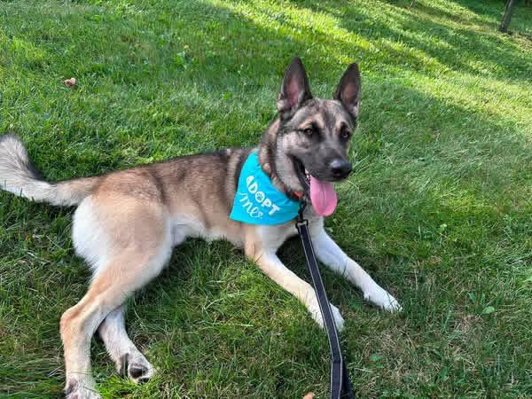 Enlarge Milo, a Adoptable mixed breed in Jefferson City, MO image 6/6