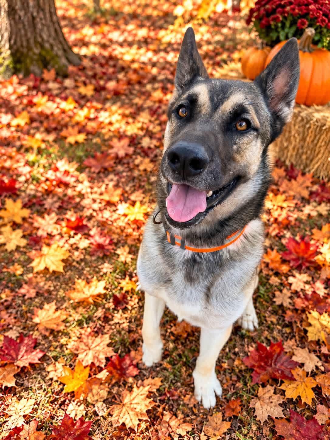 Enlarge Milo, a Adoptable mixed breed in Jefferson City, MO image 2/6