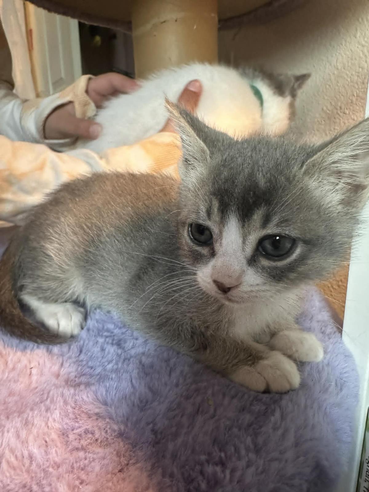 Enlarge Ravioli, a Adoptable mixed breed in Lincoln, CA image 1/1
