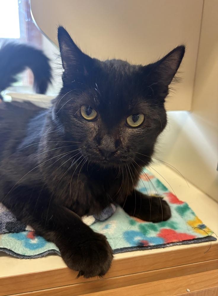 Enlarge Salvador, a Adoptable Domestic Medium Hair in Rochester, IN image 1/1