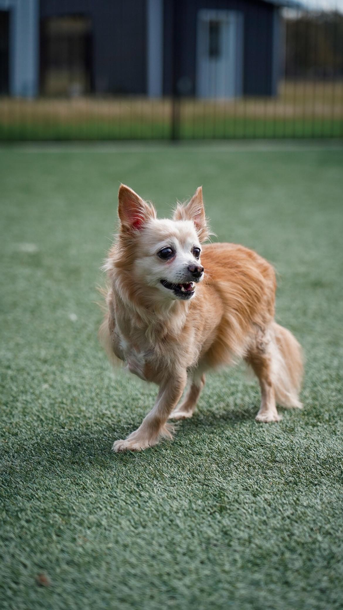 Ernie, a Adopted Chihuahua in Mckinney, TX image 5/6