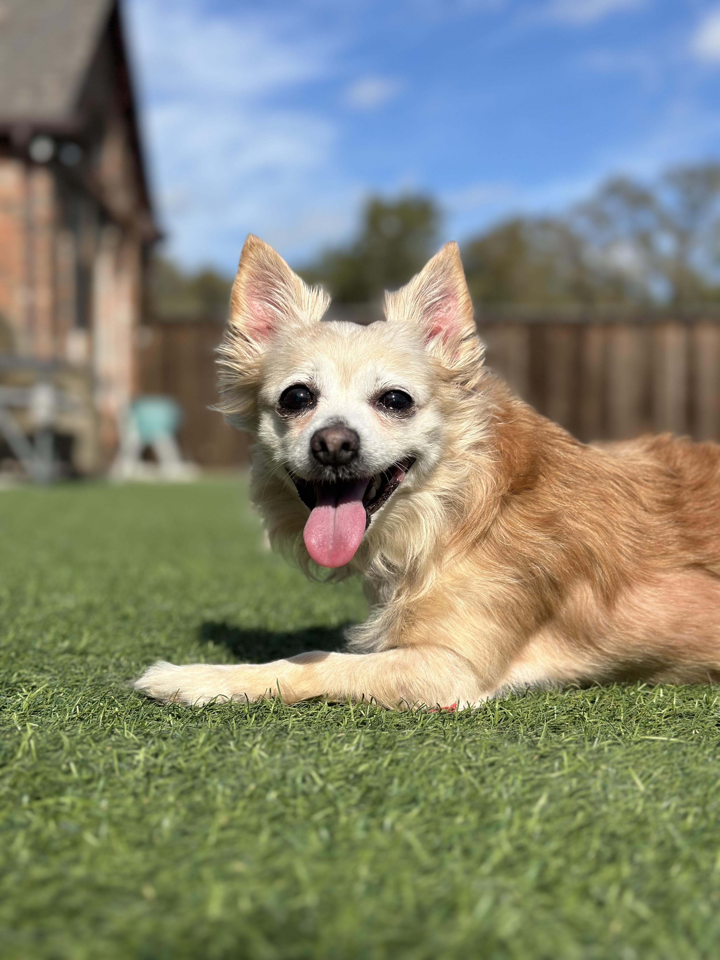 Ernie, a Adopted Chihuahua in Mckinney, TX image 6/6