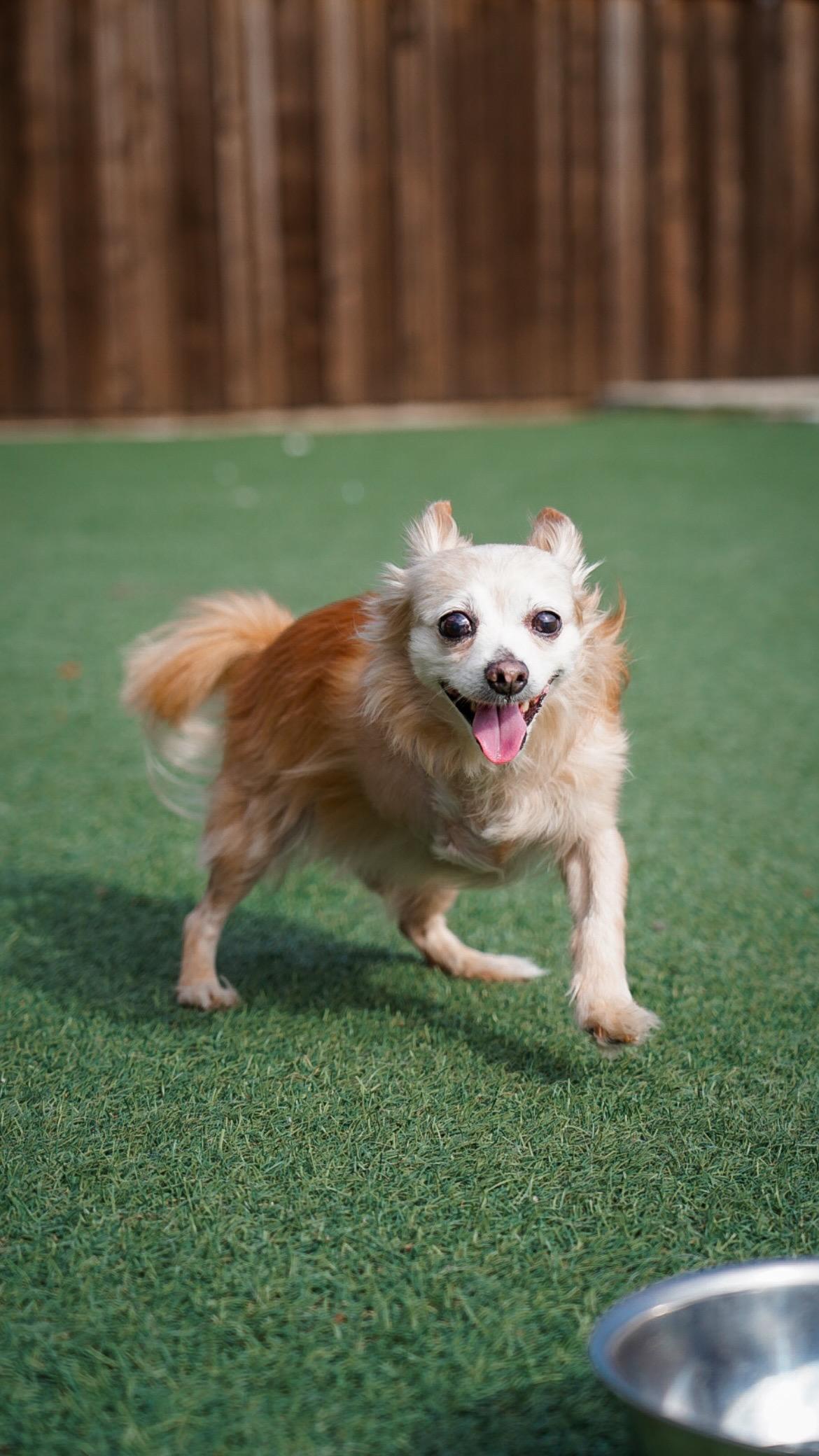 Ernie, a Adopted Chihuahua in Mckinney, TX image 4/6