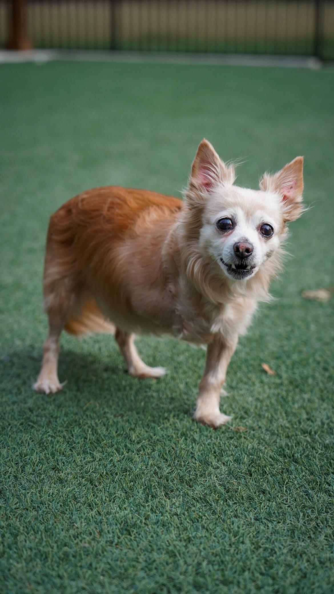 Ernie, a Adopted Chihuahua in Mckinney, TX image 1/6