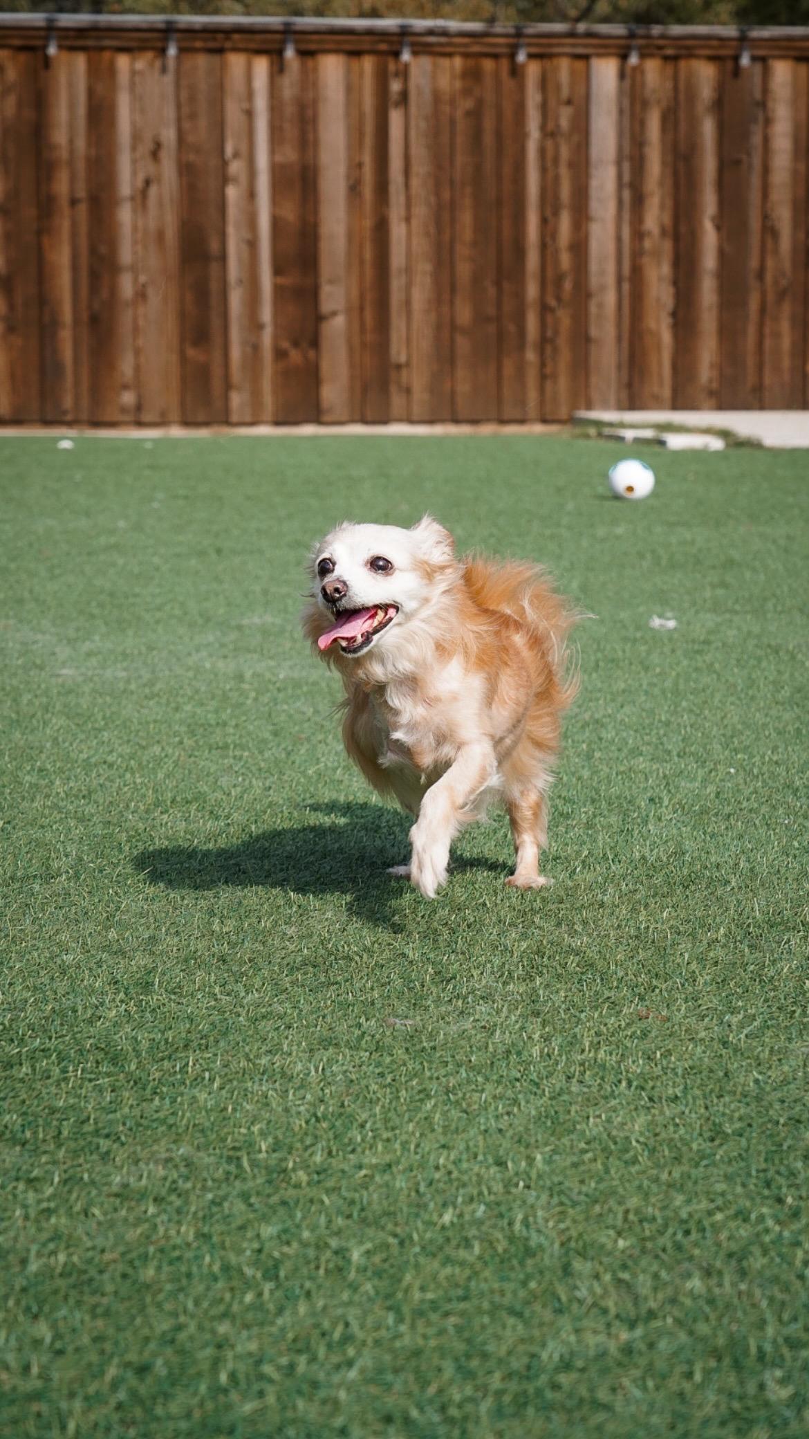 Ernie, a Adopted Chihuahua in Mckinney, TX image 2/6