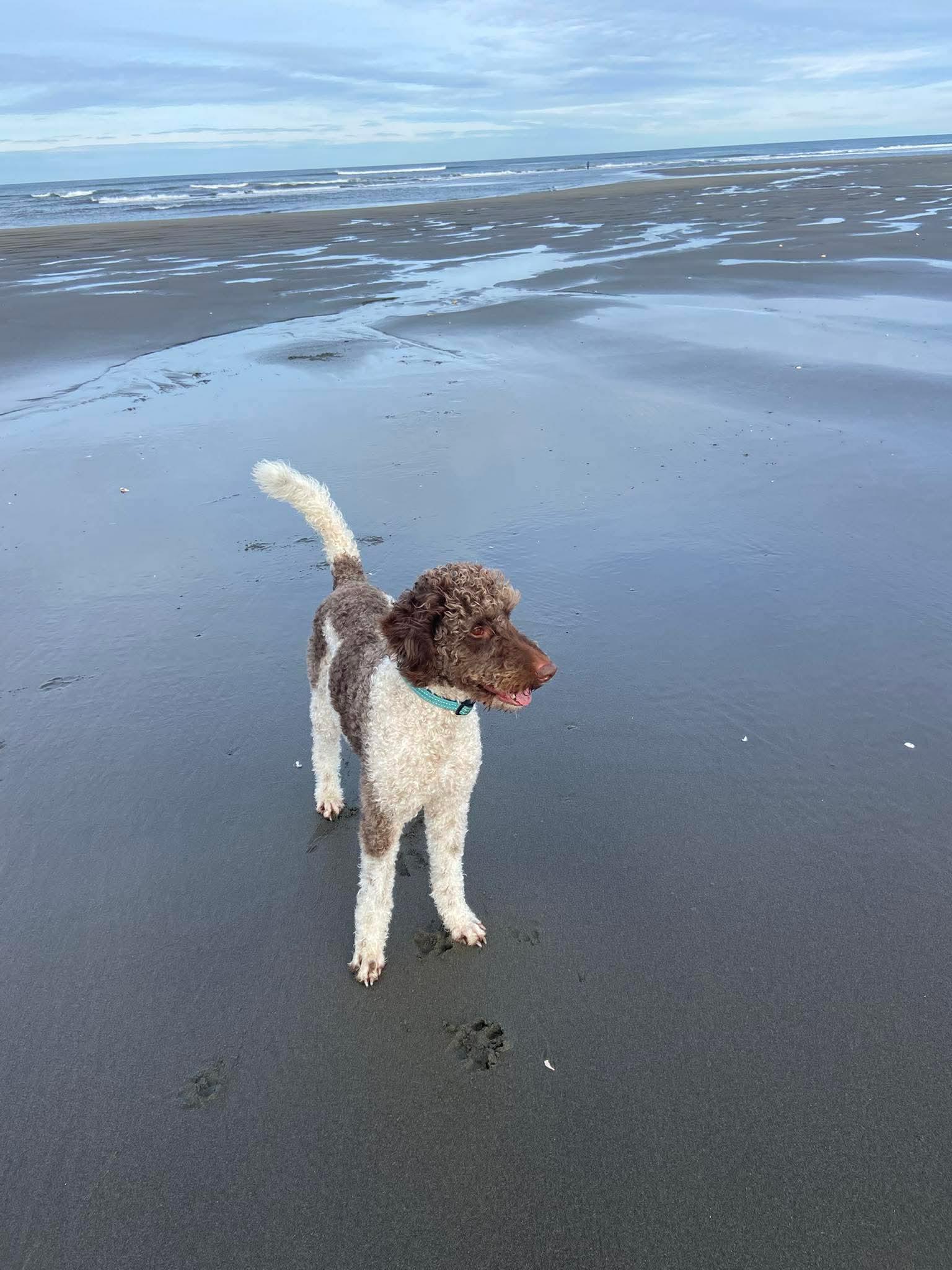 Pebbles, a ADOPTABLE mixed breed in Winlock, WA image 5/6