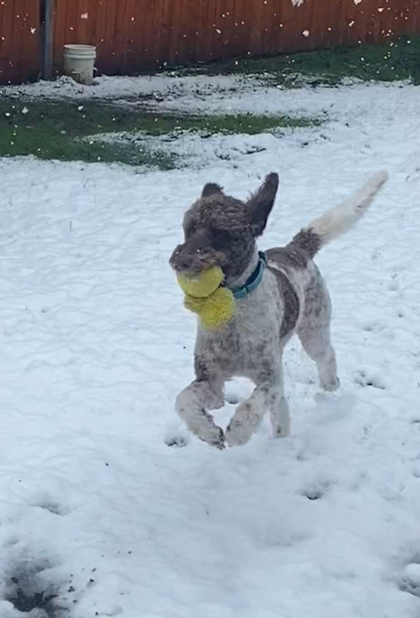 Pebbles, a ADOPTABLE mixed breed in Winlock, WA image 2/6