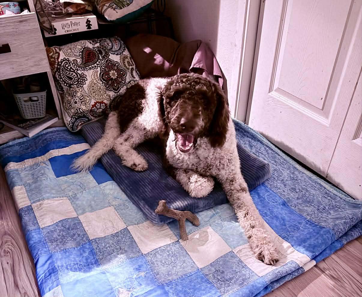 Pebbles, a ADOPTABLE mixed breed in Winlock, WA image 6/6