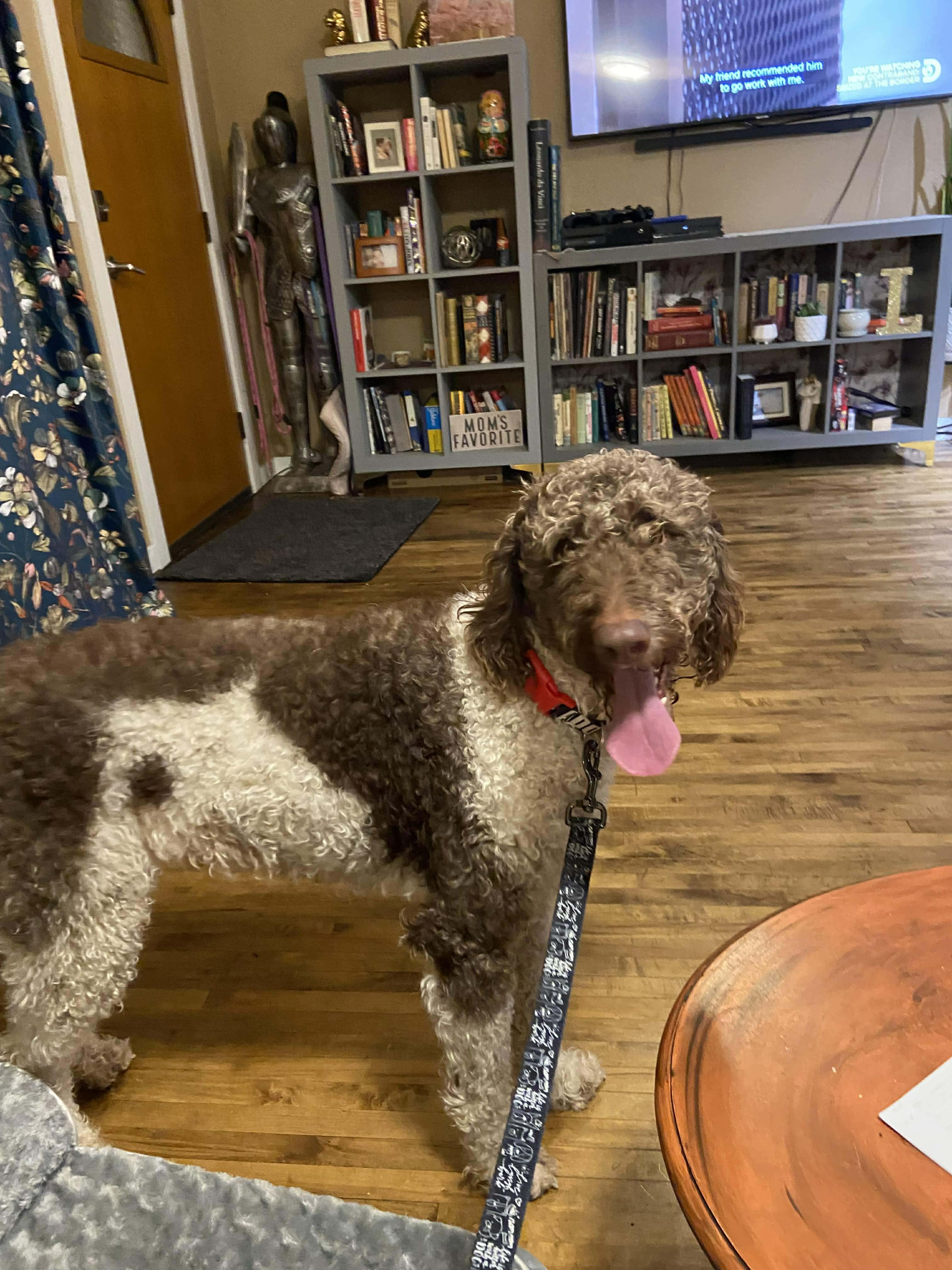 Pebbles, a ADOPTABLE mixed breed in Winlock, WA image 4/6