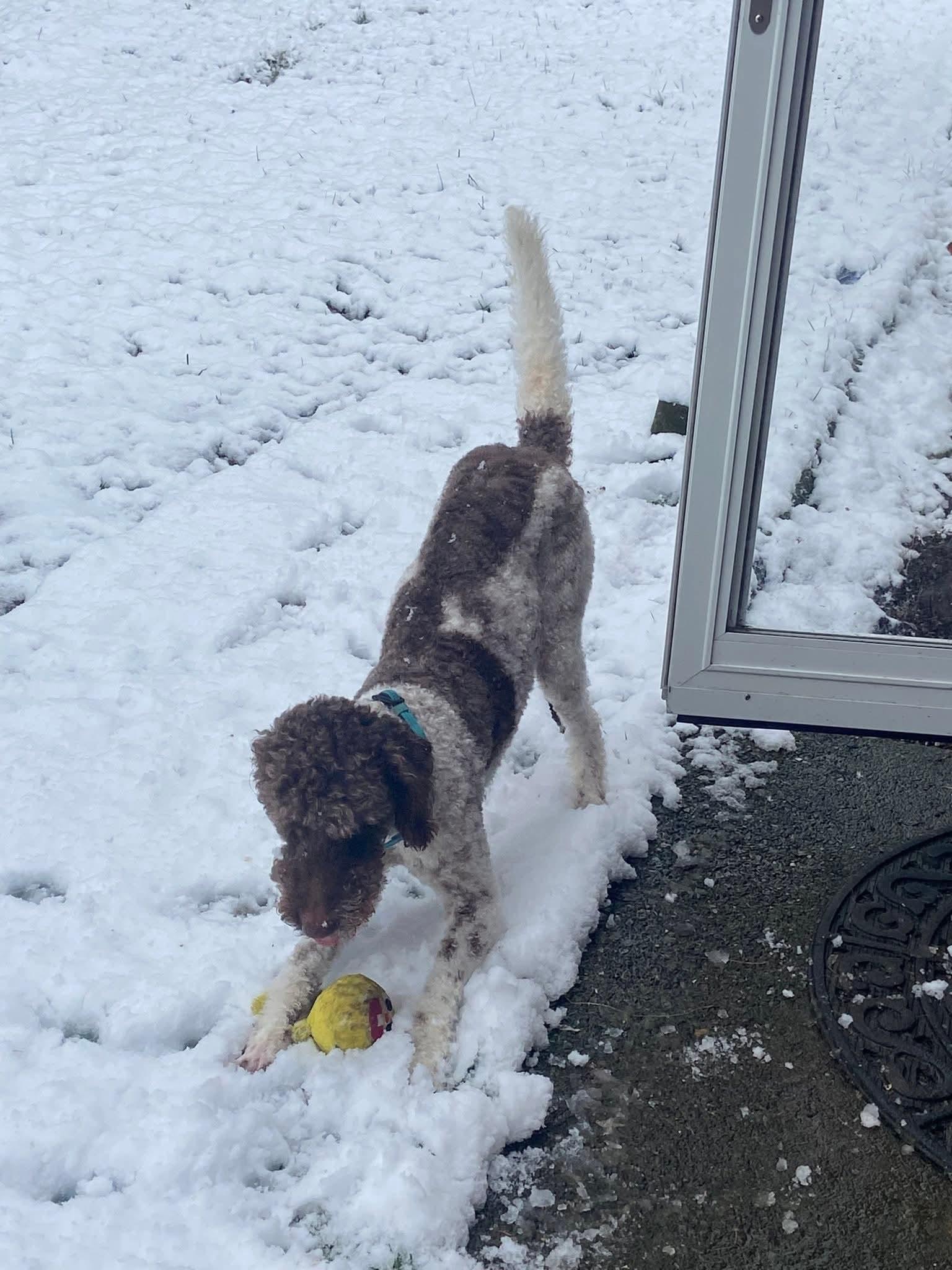 Pebbles, a ADOPTABLE mixed breed in Winlock, WA image 3/6