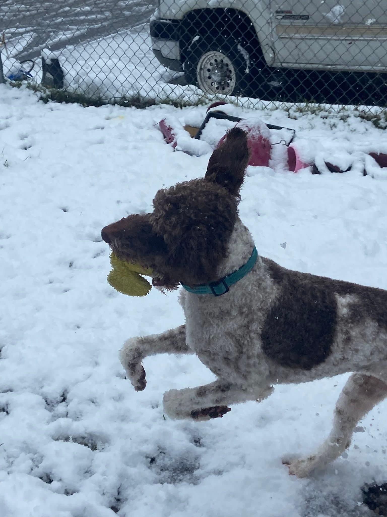 Pebbles, a ADOPTABLE mixed breed in Winlock, WA image 1/6