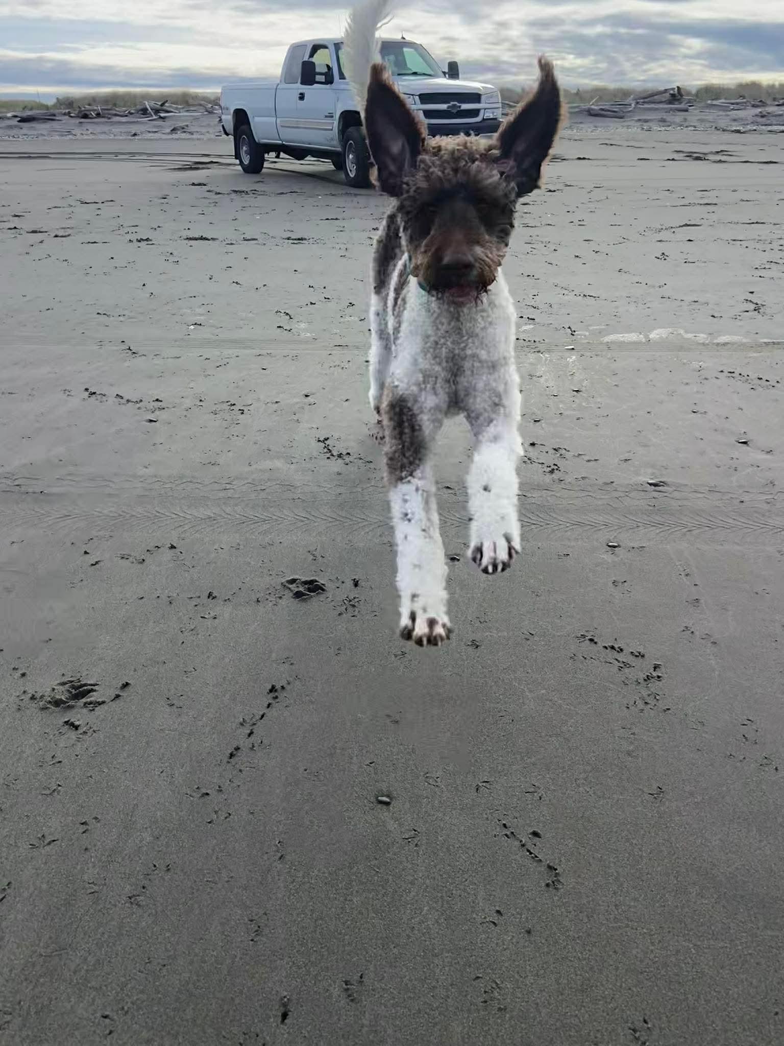 Pebbles, a ADOPTABLE mixed breed in Winlock, WA image 1/6
